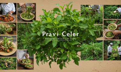 Pravi Celer: A Complete Guide to Its Meaning, Uses, and Benefits