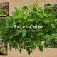 Pravi Celer: A Complete Guide to Its Meaning, Uses, and Benefits